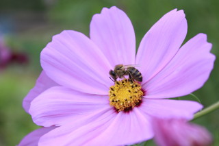 Fleur abeille